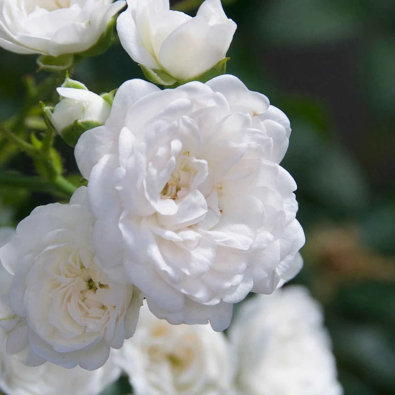 Bodendeckerrose 'Diamant'