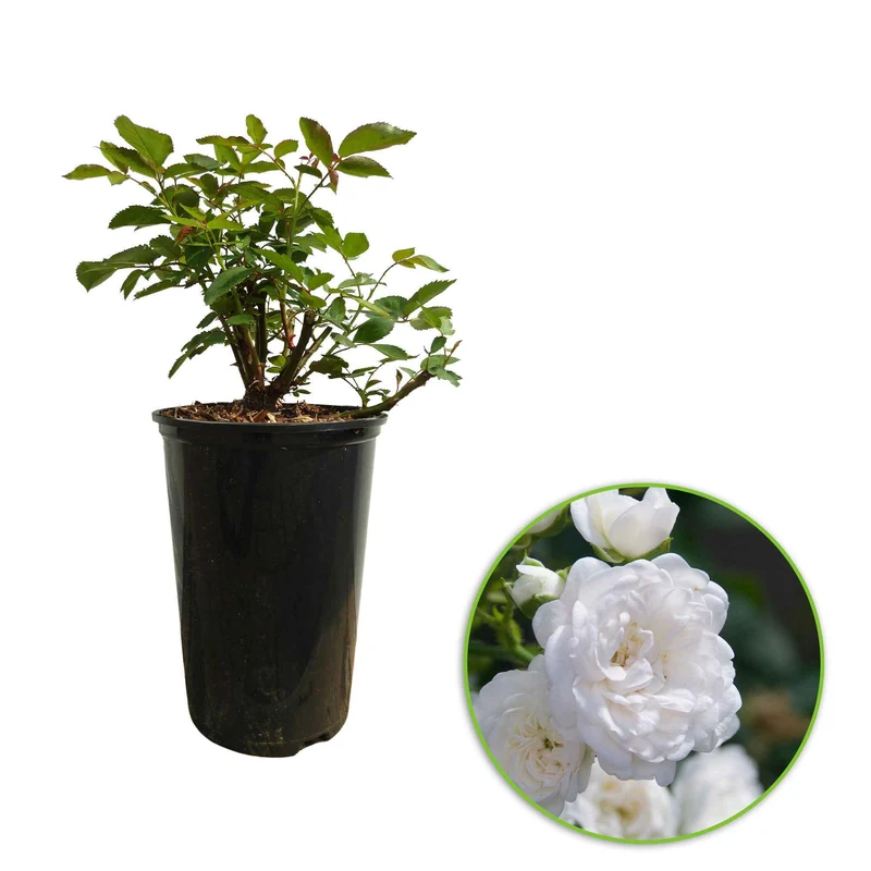Bodendeckerrose 'Diamant'