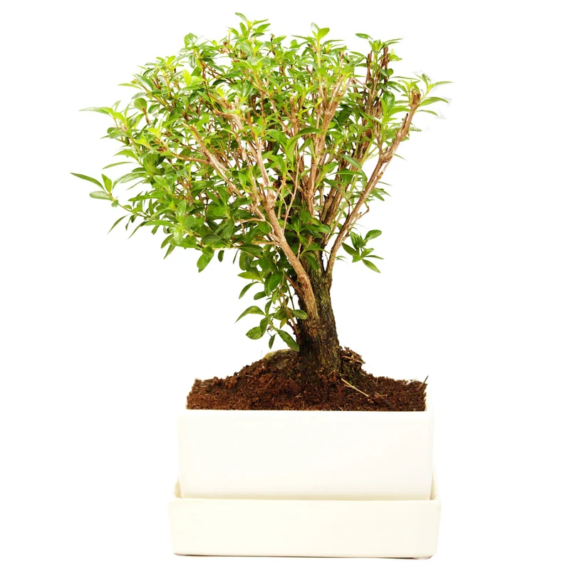 Bonsai-Serissa im Keramiktopf mit Wasserspeicher