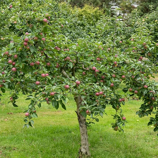 Apfelbaum Melrose