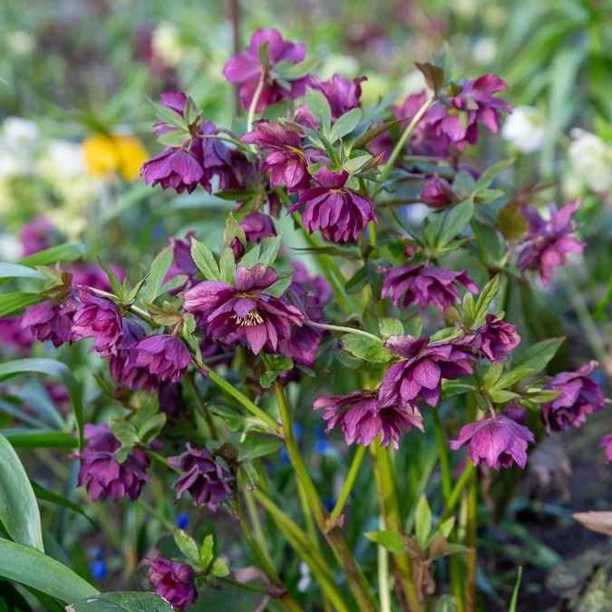 gefüllte violette Helleborus Ellen (x2)