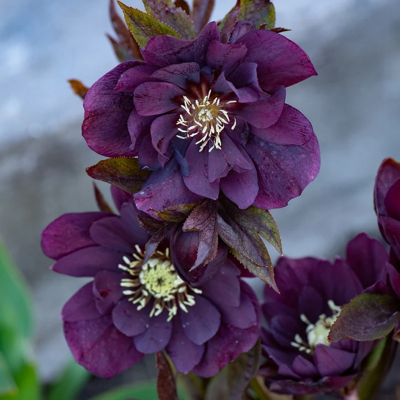 gefüllte violette Helleborus Ellen (x2)