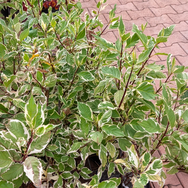 Weißer Hartriegel Elegantissima