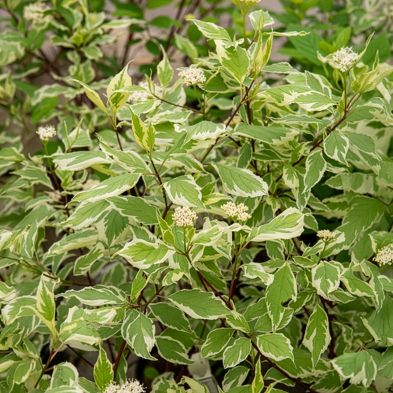 Weißer Hartriegel Elegantissima