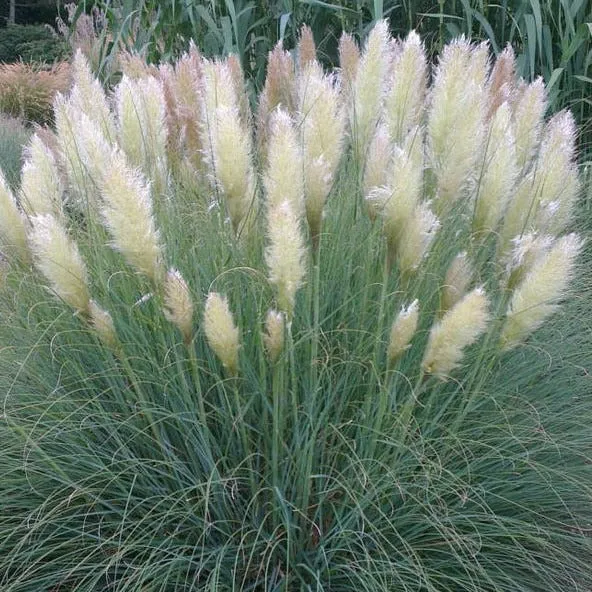 Pampasgras Cortaderia 'Pumila'