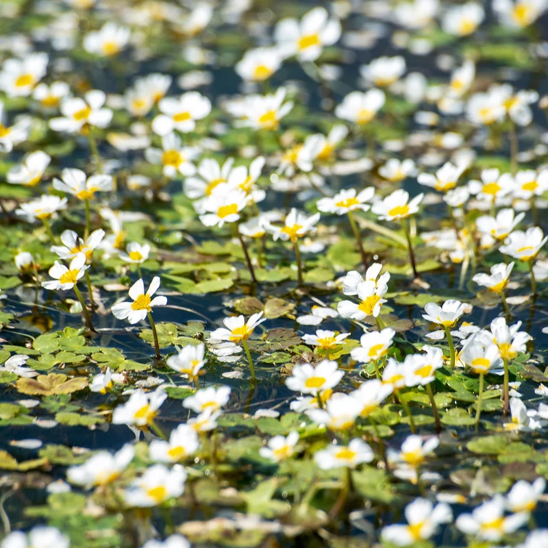 Wasserhahnenfuß