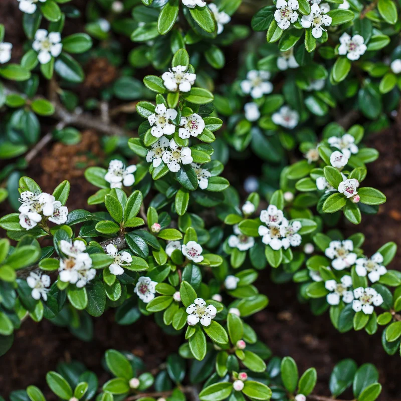 Teppichmispel 'Coral Beauty'