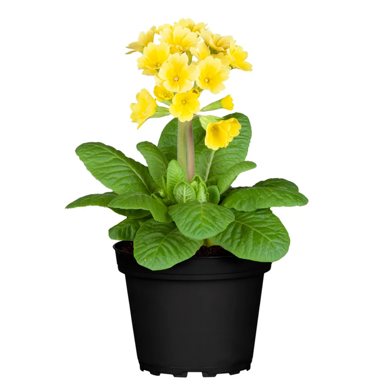 Wiesen-Schlüsselblume