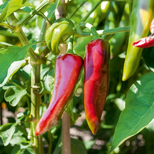 Paprika 'Gorria' (x3)