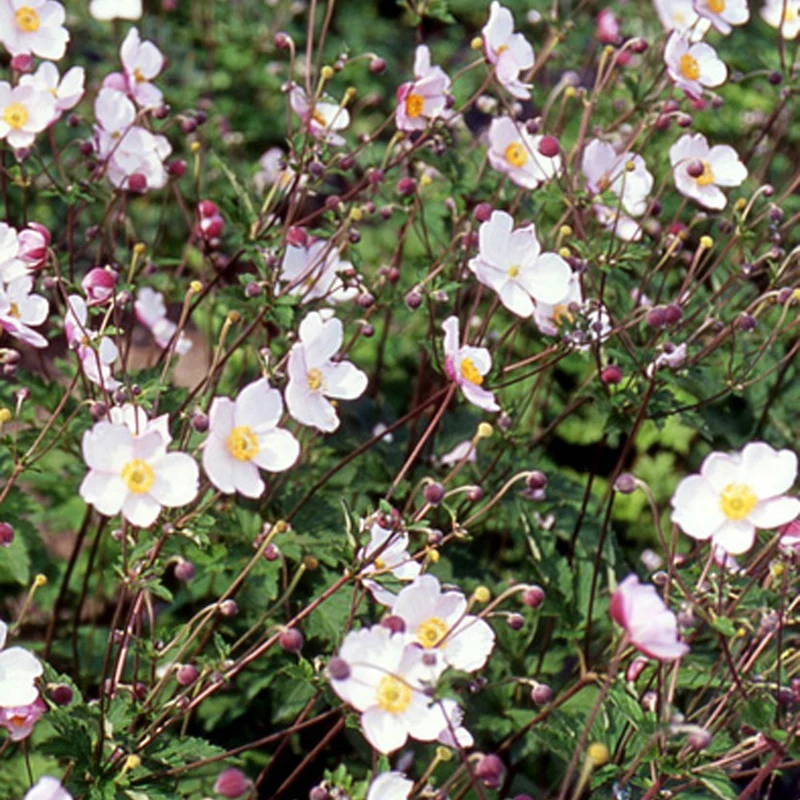 Japanische Anemone Robustissima