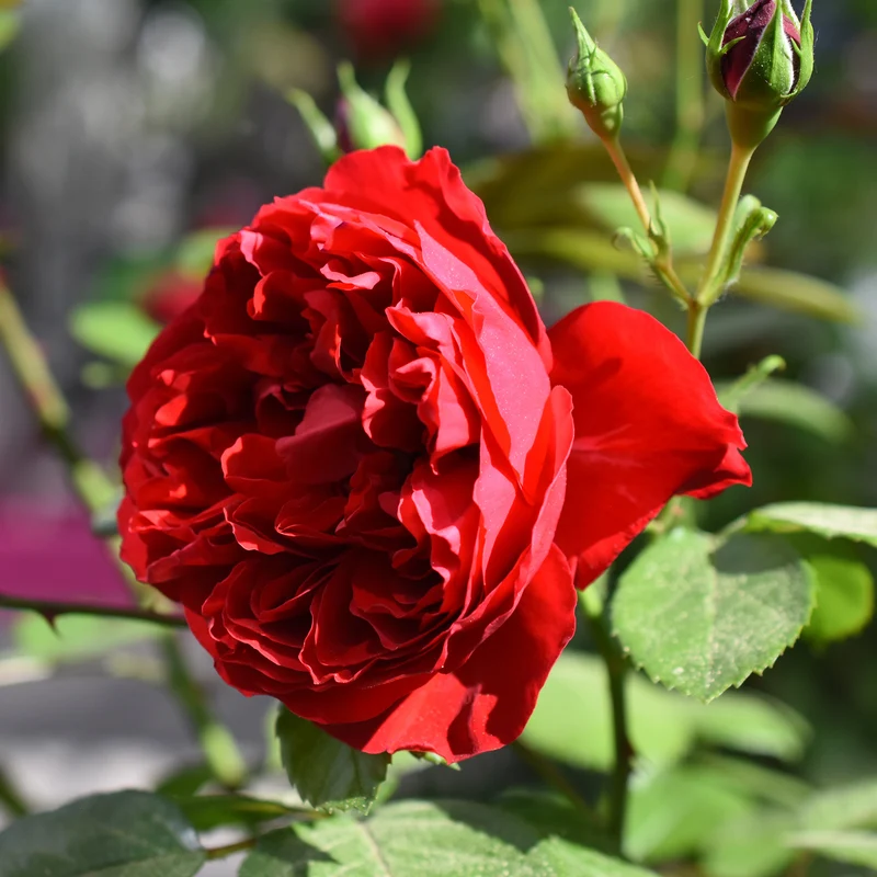 Kletterrose Florentina ®