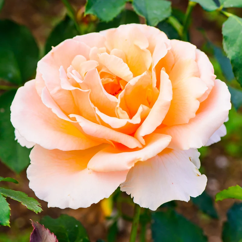 Edelrose Just Joey ®
