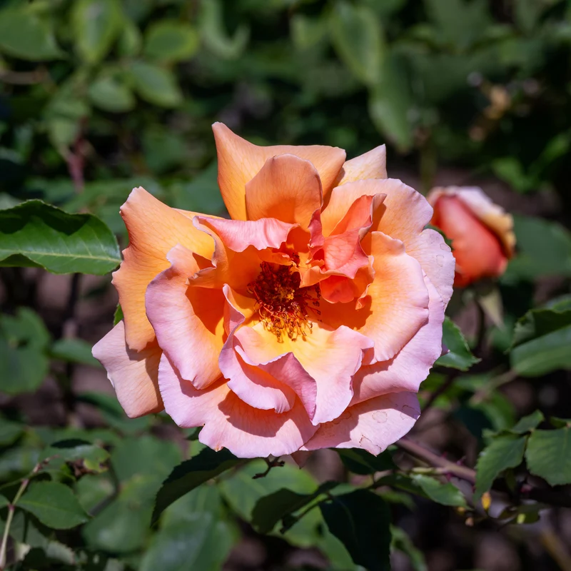 Edelrose Just Joey ®