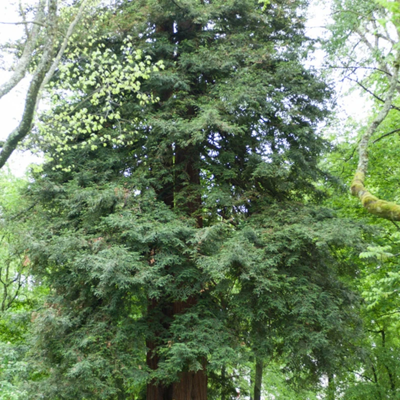 Küstenmammutbaum