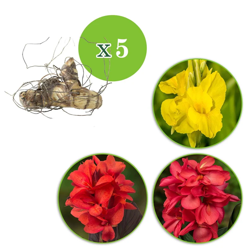 Indisches Blumenrohr Mischung (x5)