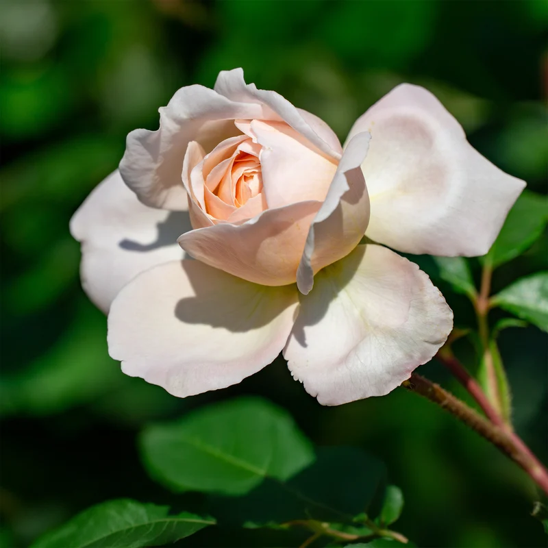 Kletterrose 'New Dawn'
