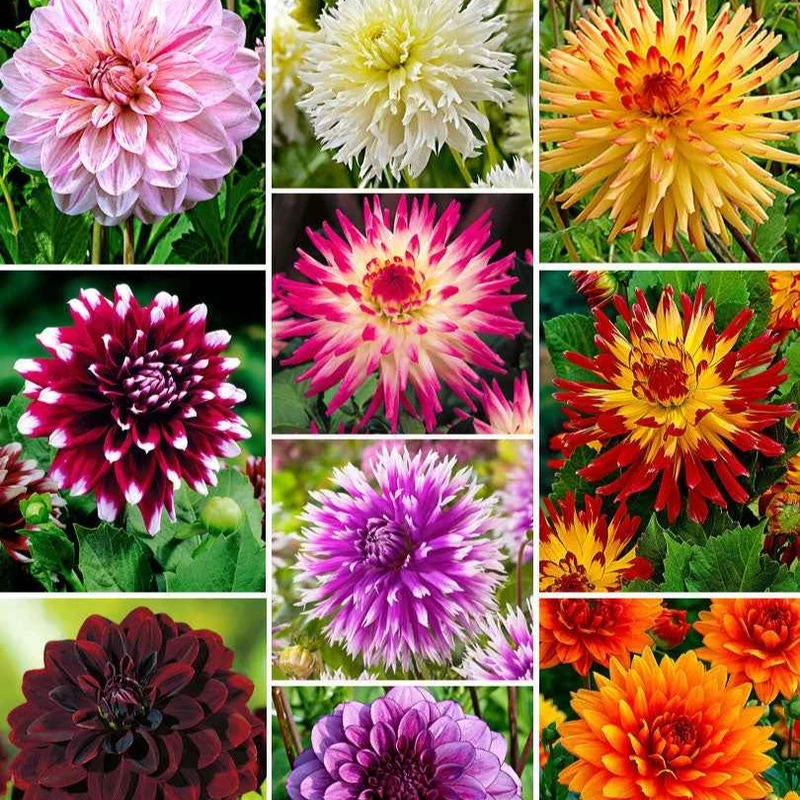Dahlia 'The Ten' Mischung (x10)