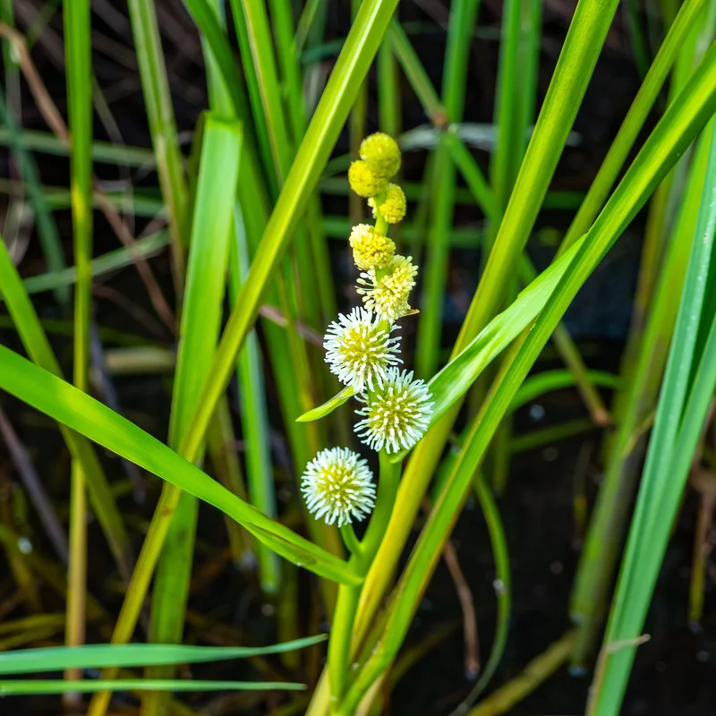 Igelkolben