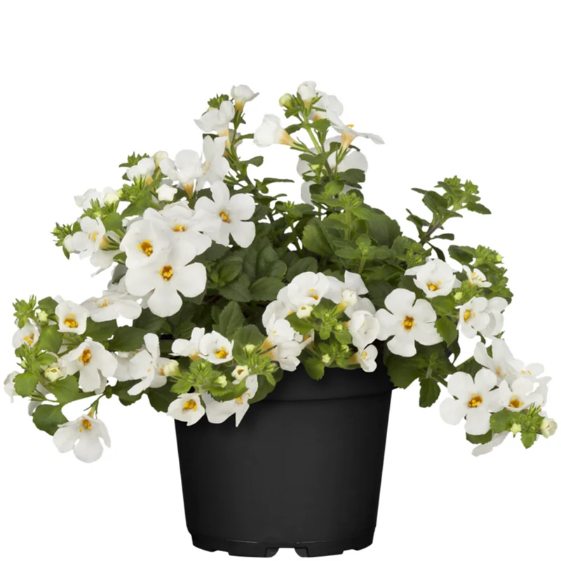 Schneeflockenblume
