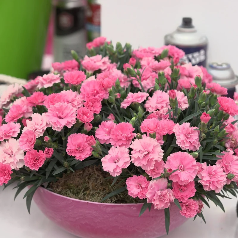 Gartennelke 'I love you®'