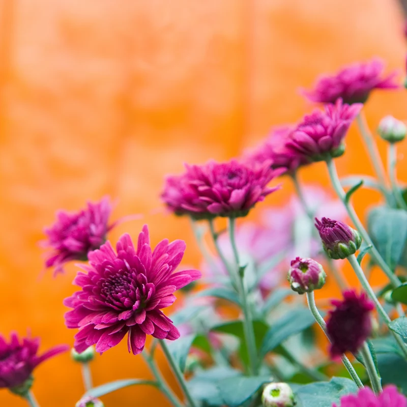 Herbst-Chrysantheme
