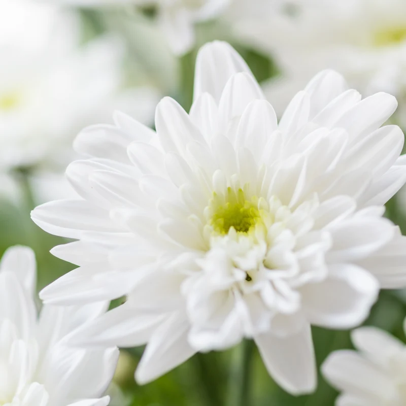 Herbst-Chrysantheme