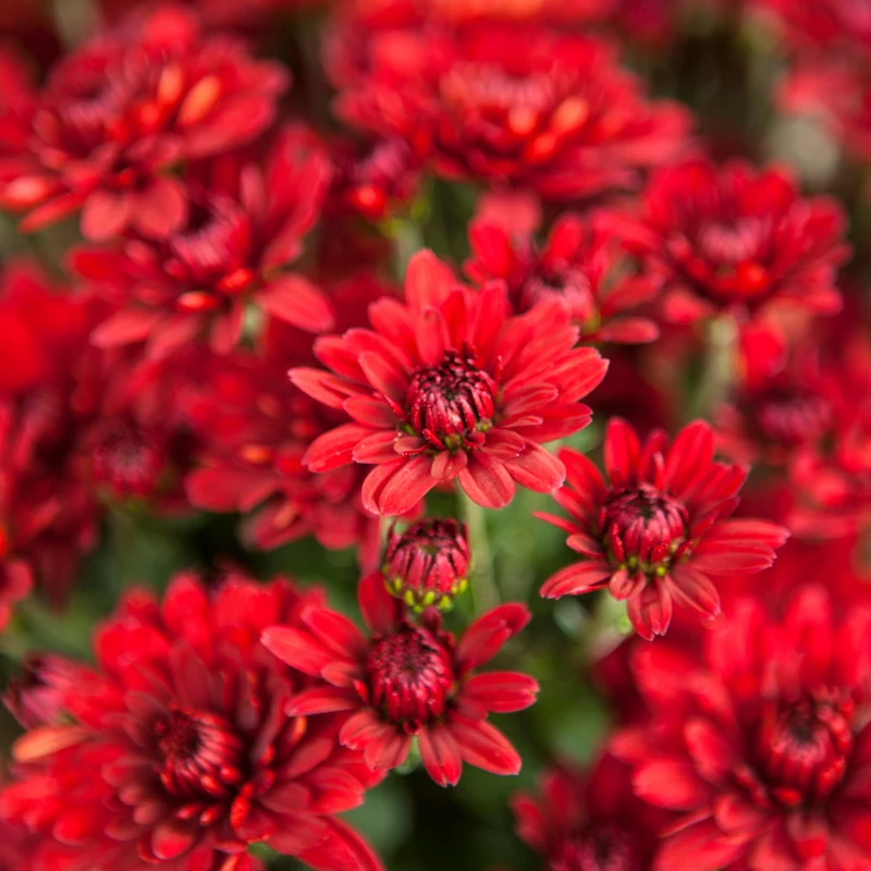 Herbst-Chrysantheme
