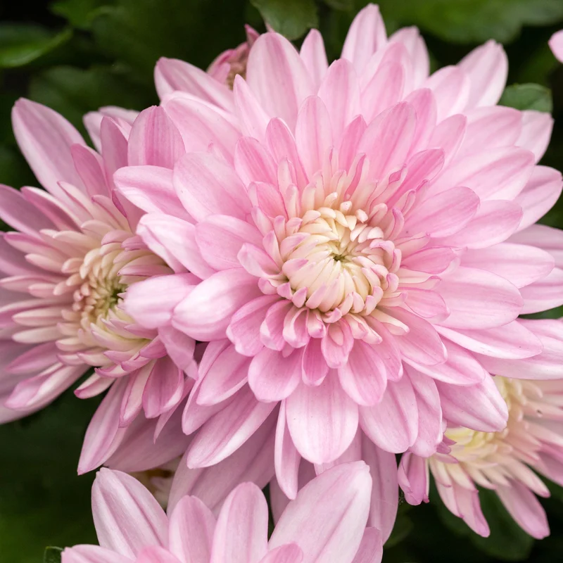 Herbst-Chrysantheme