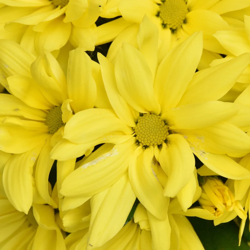 Herbst-Chrysantheme