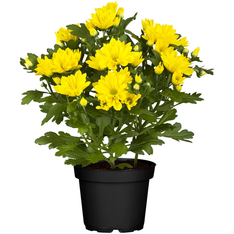 Herbst-Chrysantheme