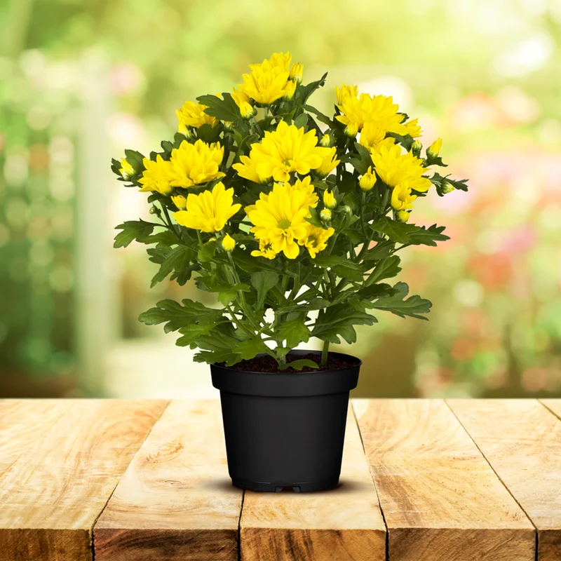 Herbst-Chrysantheme