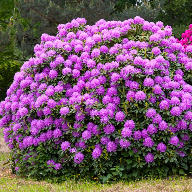 Rhododendron 'Catawbiense Grandiflorum'