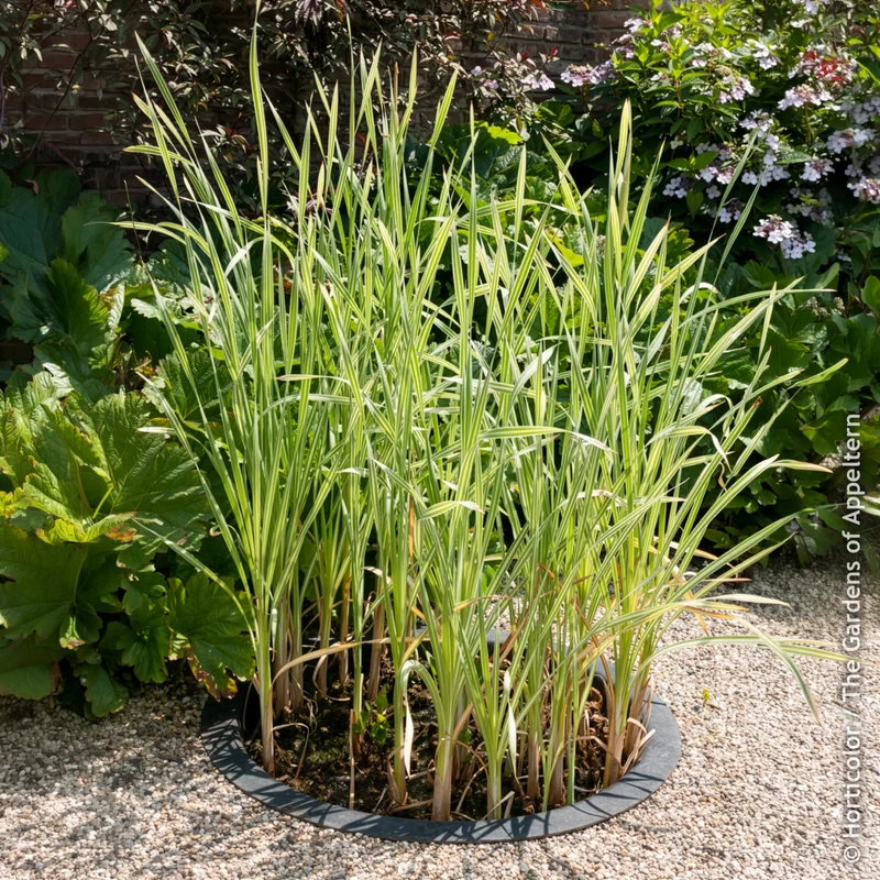 Rohrkolben Variegata