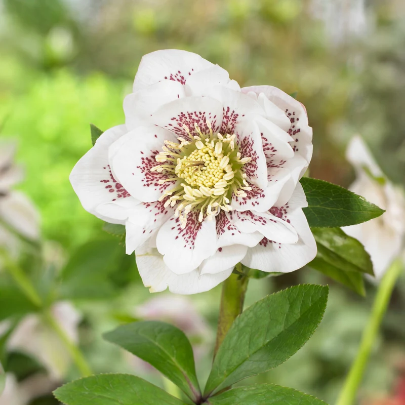 Lenzrose ‘Double Ellen White Spotted’ (x2)