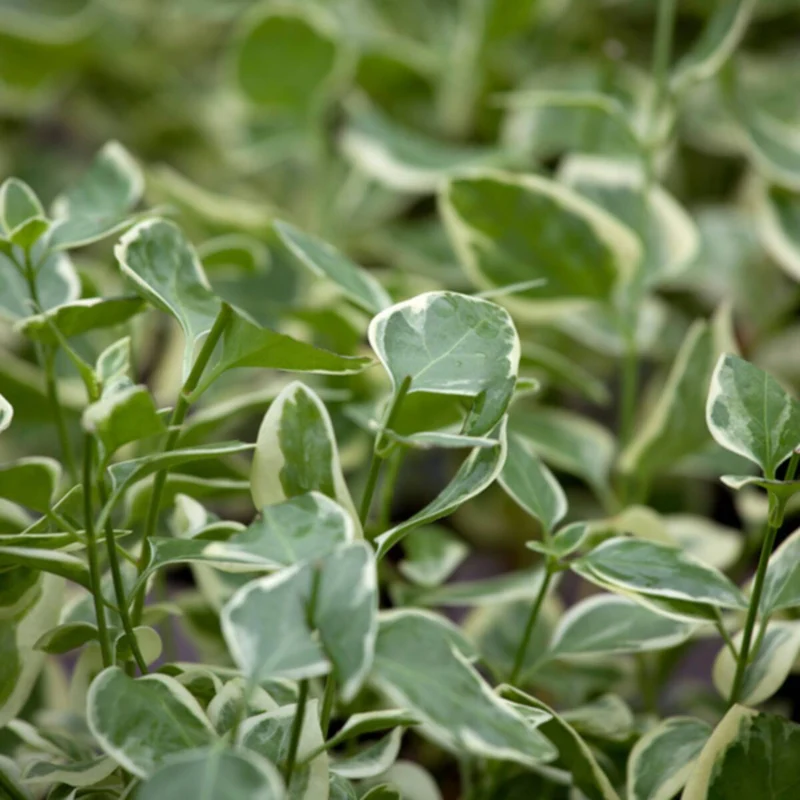 Großes Immergrün 'Variegata'