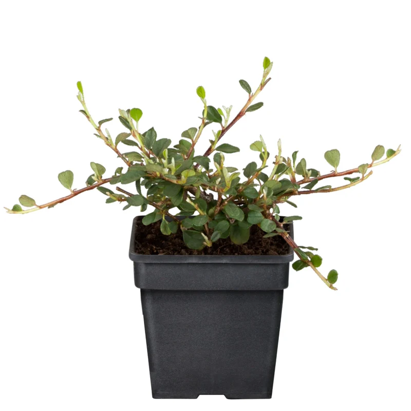 Teppichmispel 'Queen of Carpet'