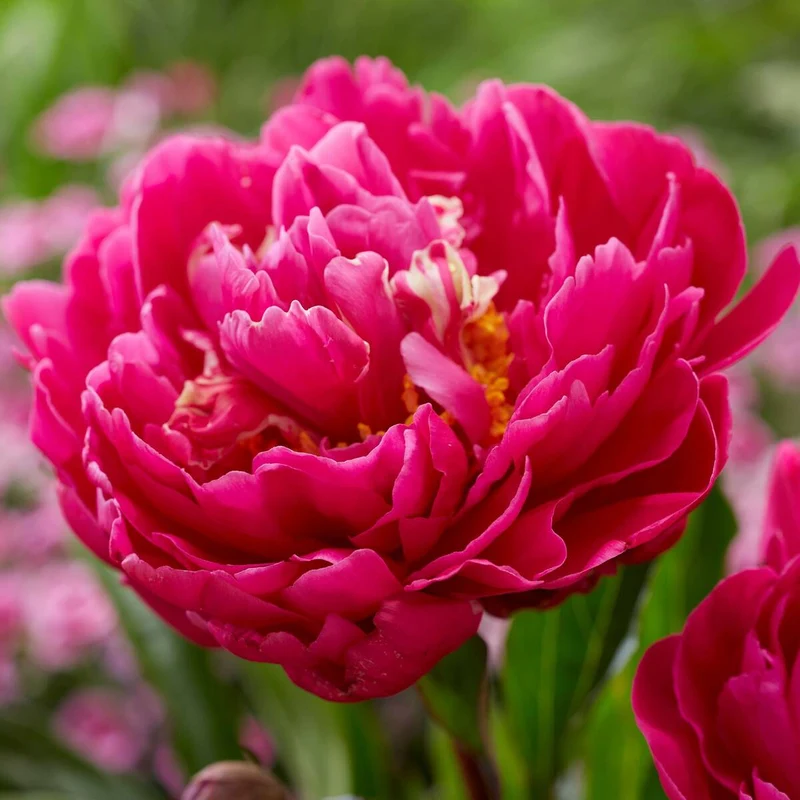 Pfingstrose 'Karl Rosenfield'