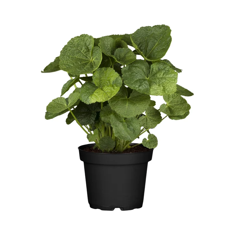 Stockrose 'Nigra'