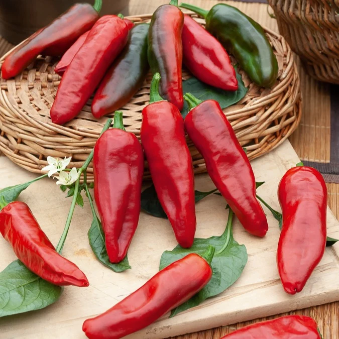 Chili ‘Gorria’ (Piment d’Espelette)