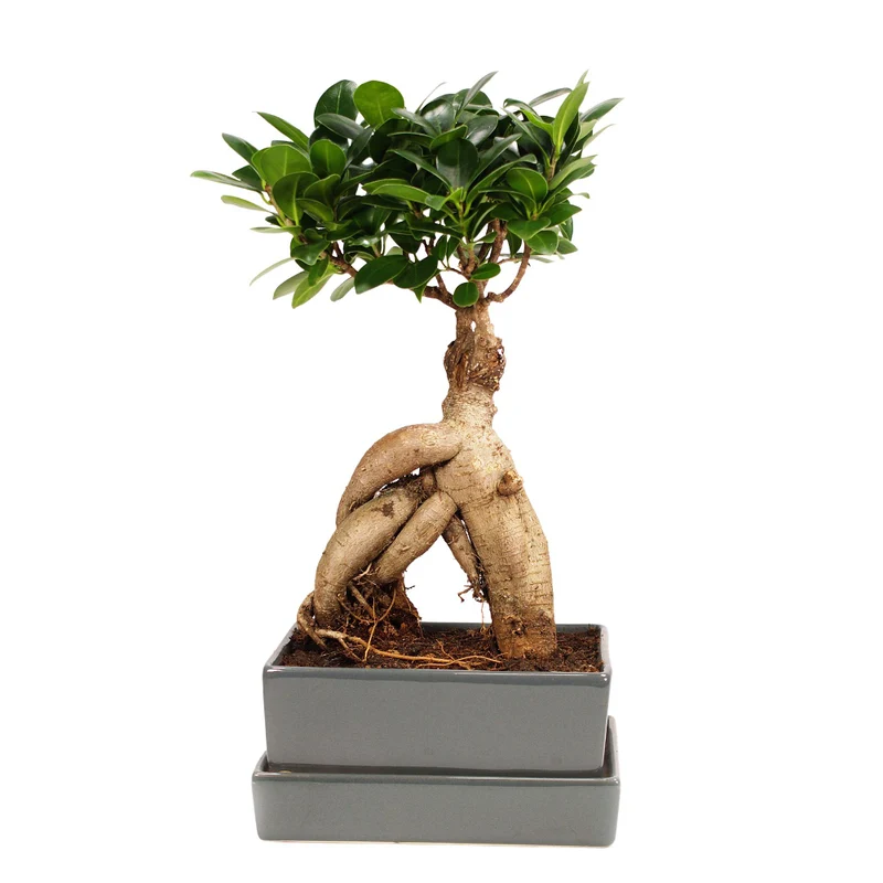 Ginseng-Bonsai im Keramikübertopf mit Wasserspeicher
