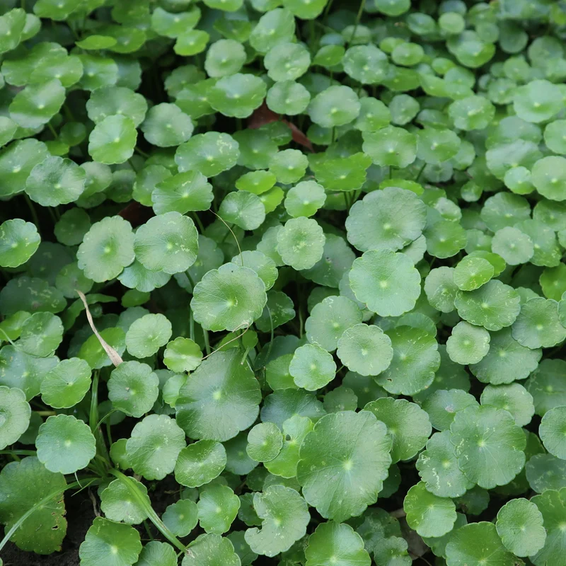 Wassernabel