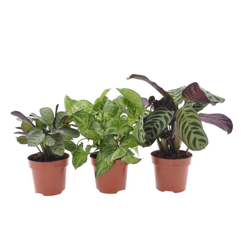 Zimmerpflanzen mit marmoriertem Laub (x3)