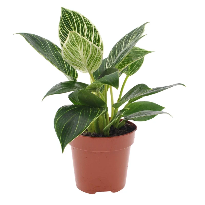 Philodendron Monstera White Wave