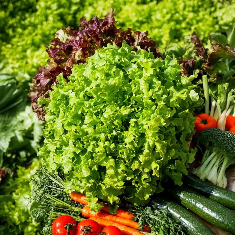Pflücksalat ‘Salad Bowl’ Grün Bio