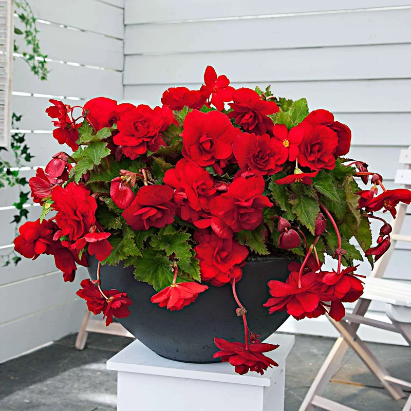 Begonie 'Scarlet' (x5)