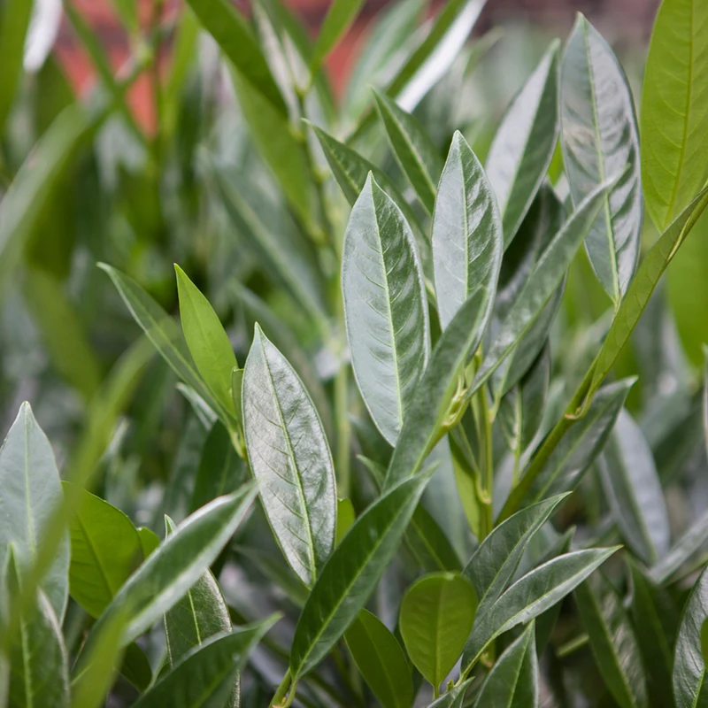 Kirschlorbeer-Hecke 'Caucasica'