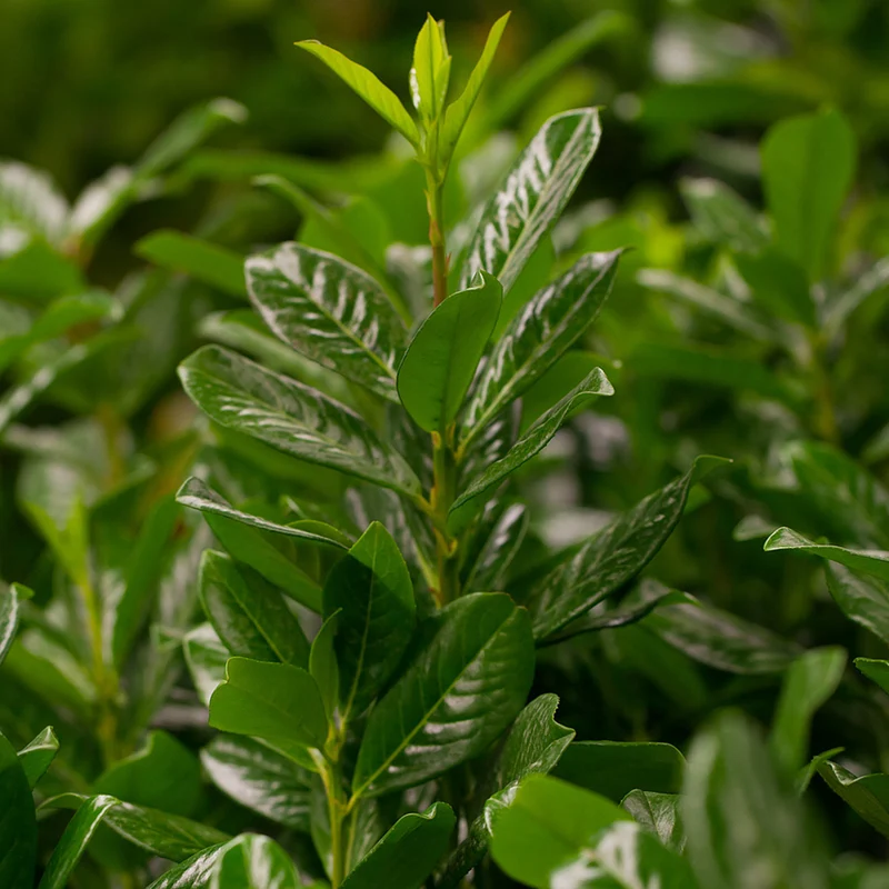Kirschlorbeer-Hecke 'Novita'