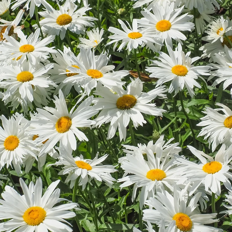 Margariten Sweet Daisy Rebecca