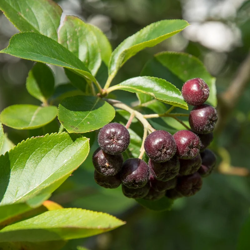 Schwarze Apfelbeere