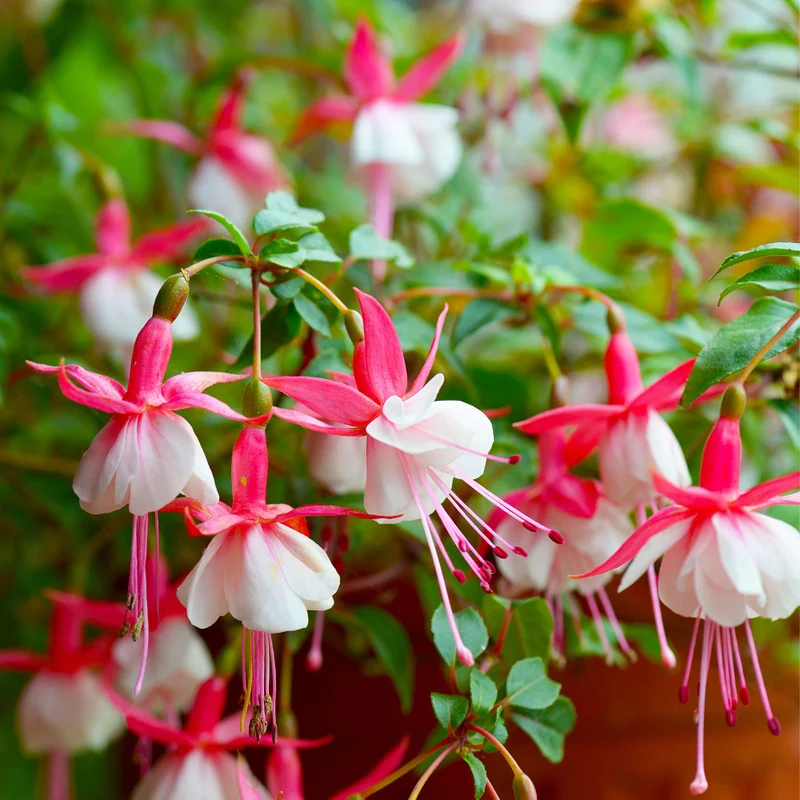 Stehende Fuchsie